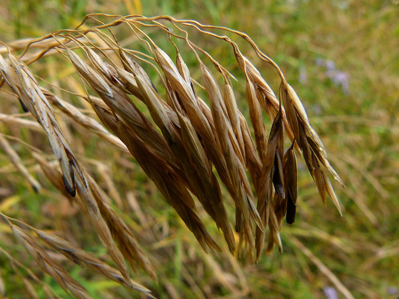 grass dry fall free photo