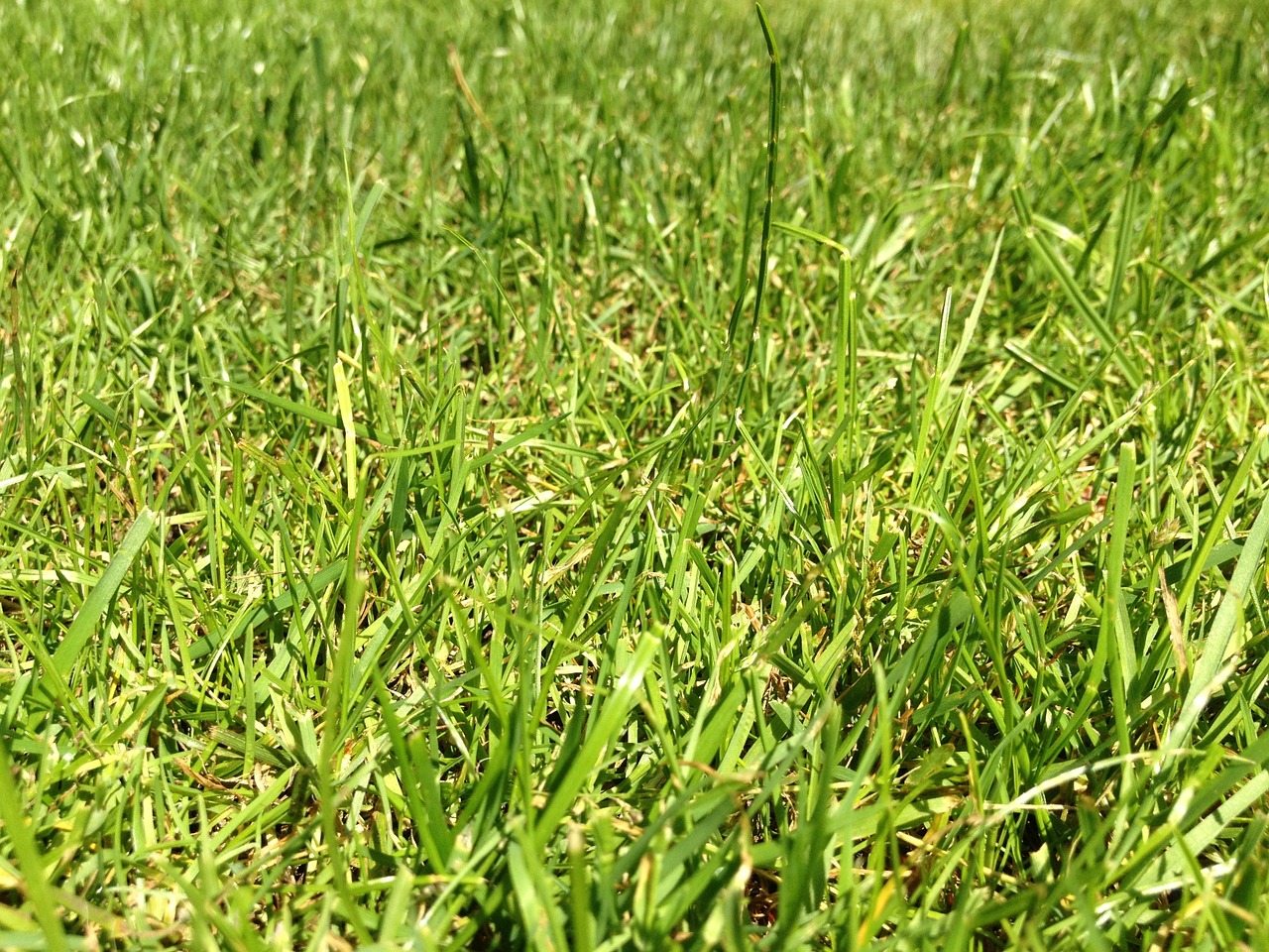 grass rush green free photo