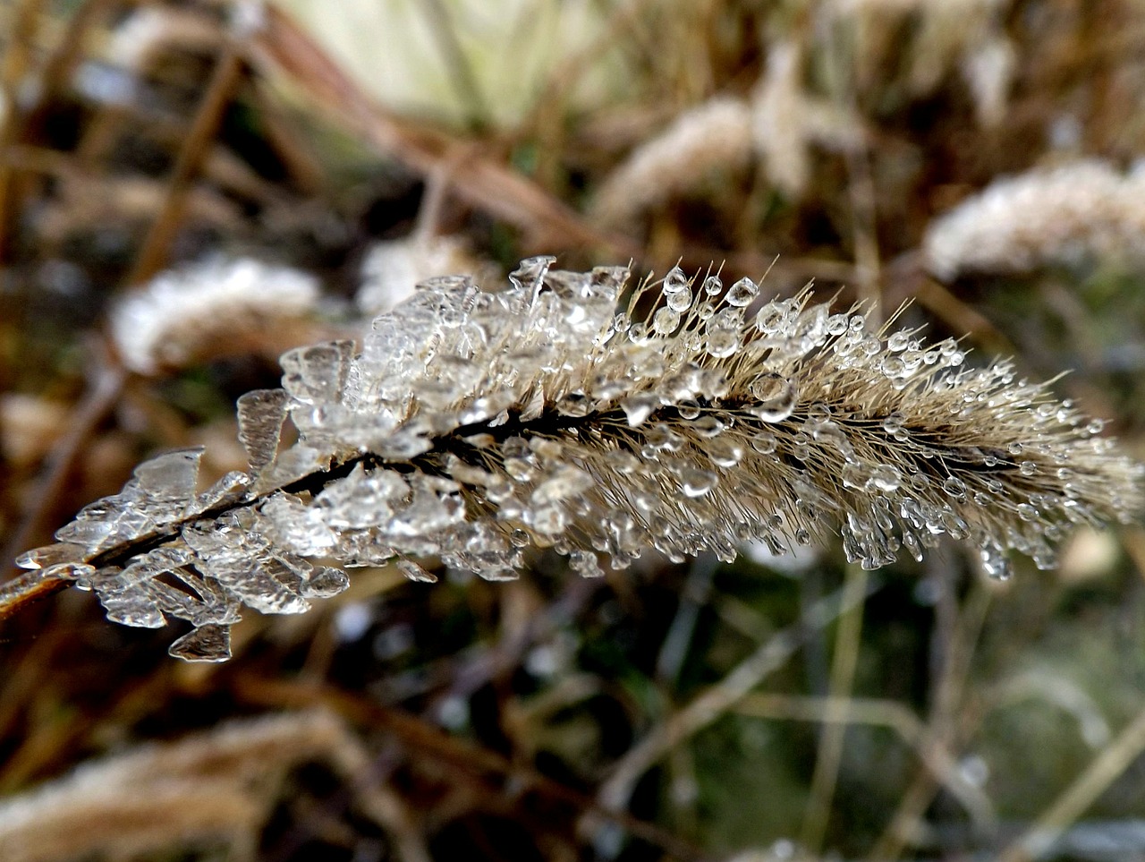 grass iced plant free photo