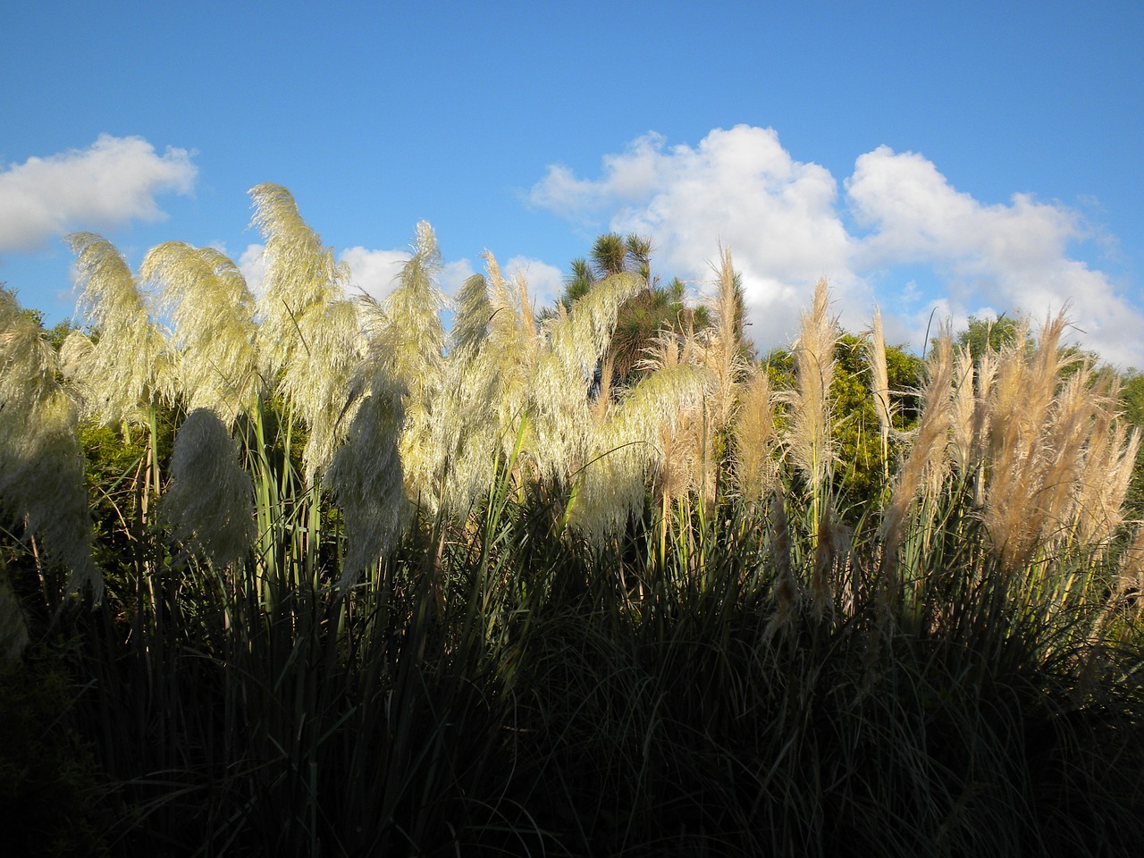 grass nature field free photo