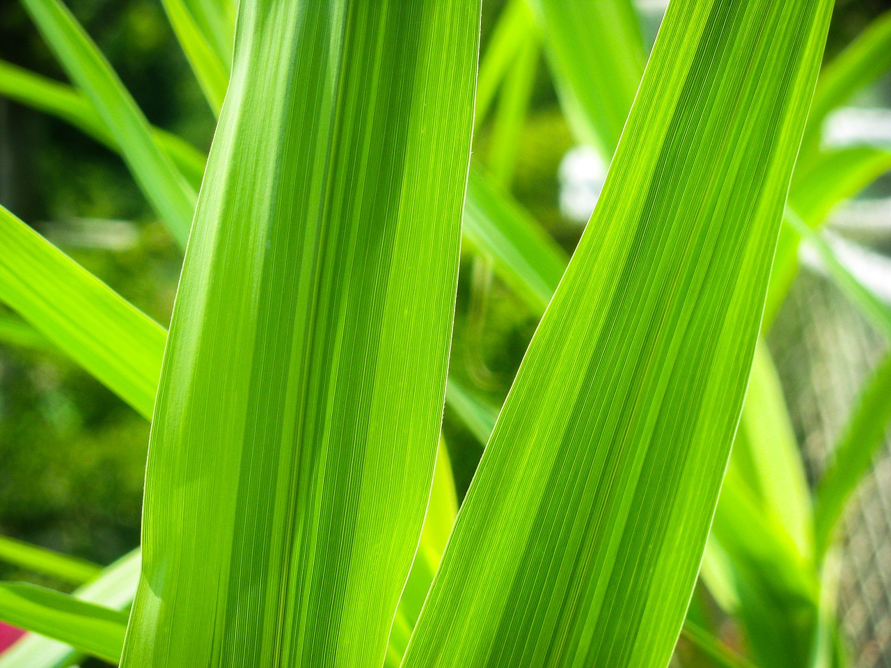 grass leaves green free photo