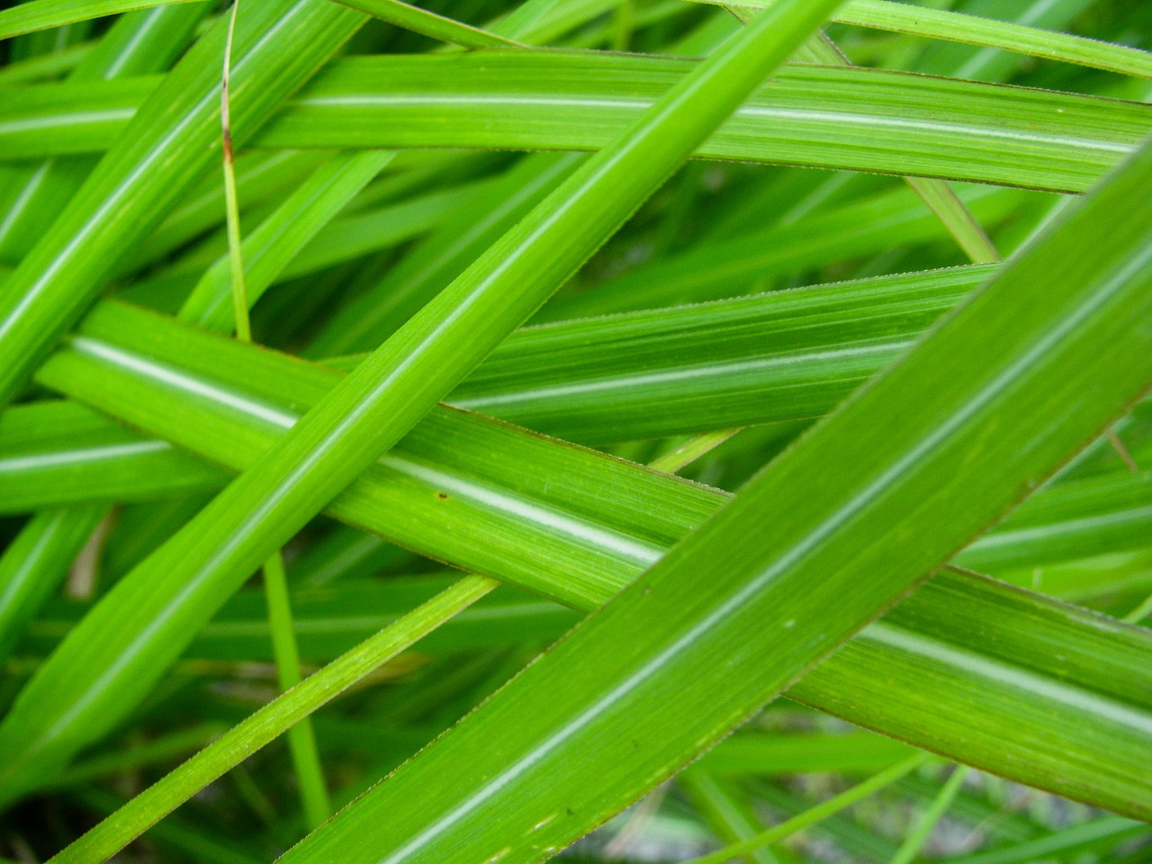 grass leaves green free photo