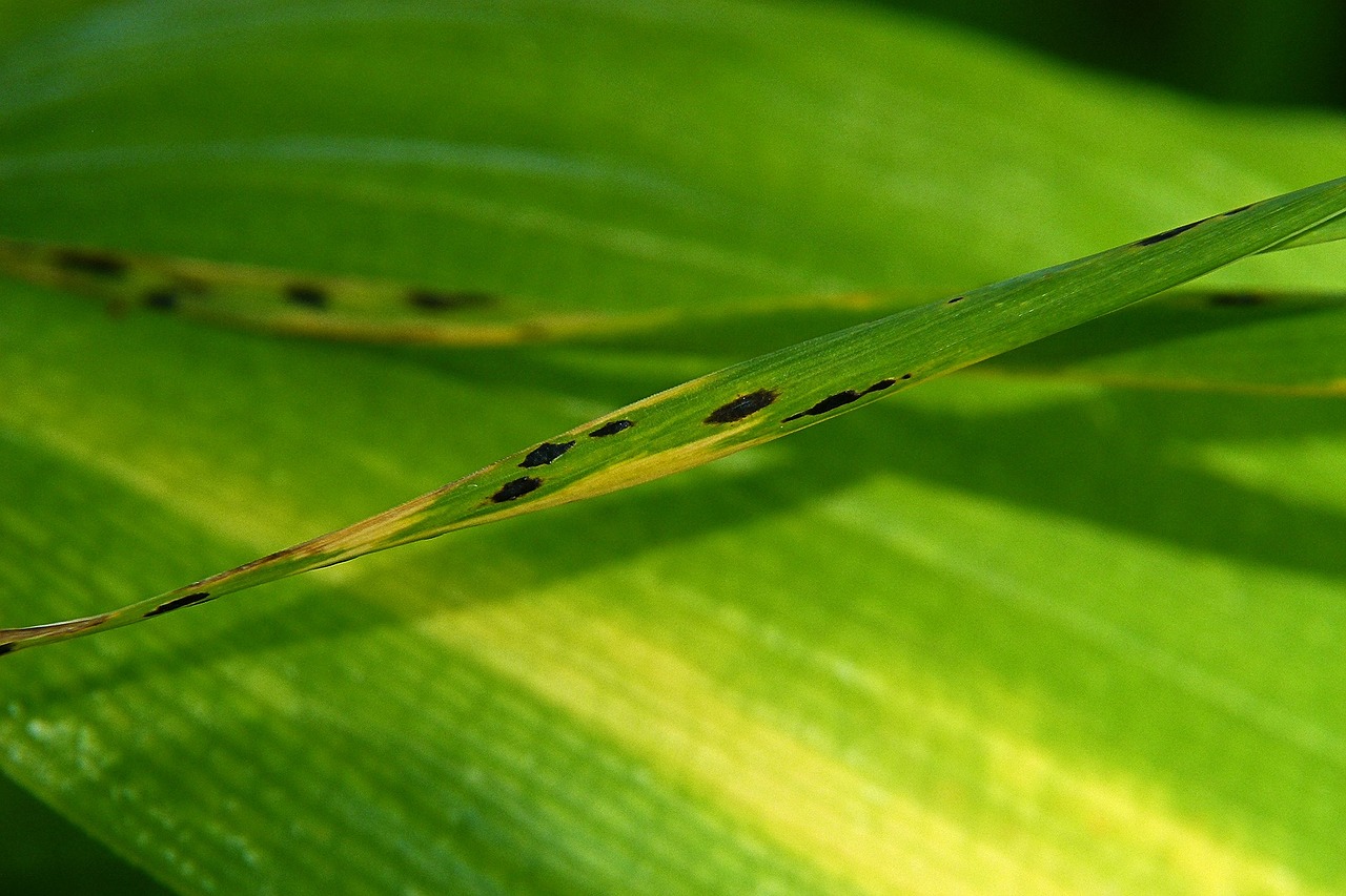 grass leaf green free photo