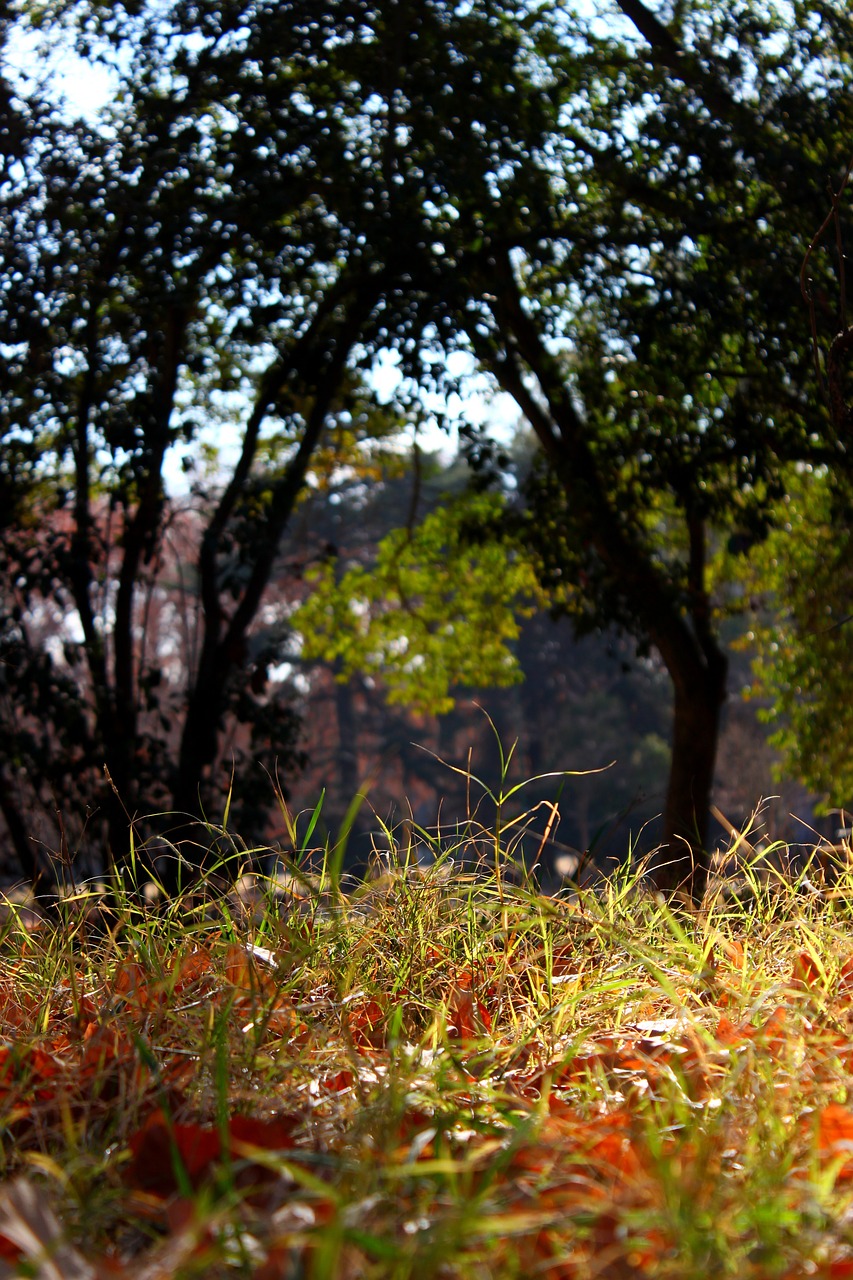 grass green park free photo