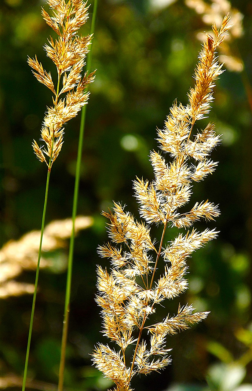 grass meadow green free photo