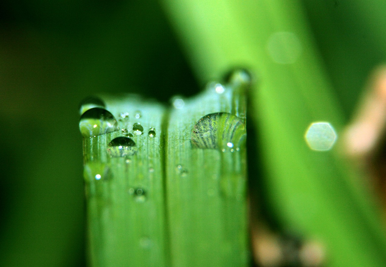 grass nature drop free photo