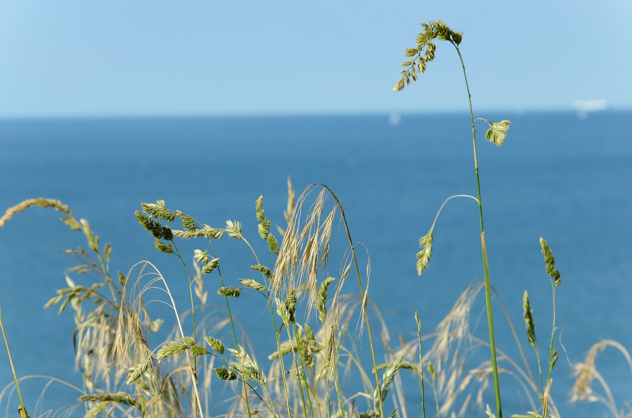 grass landscape beach free photo