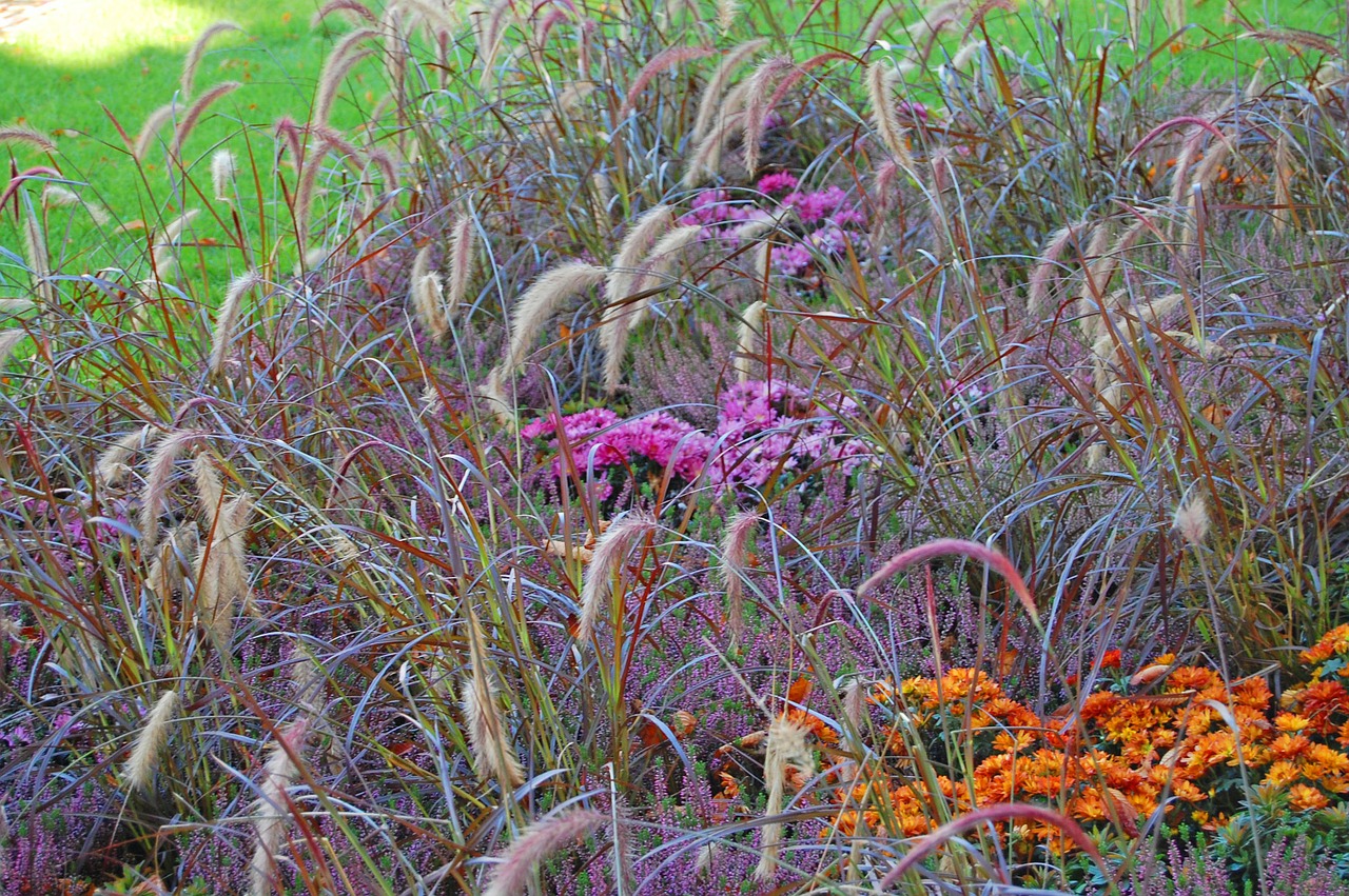 grass grasses purple free photo