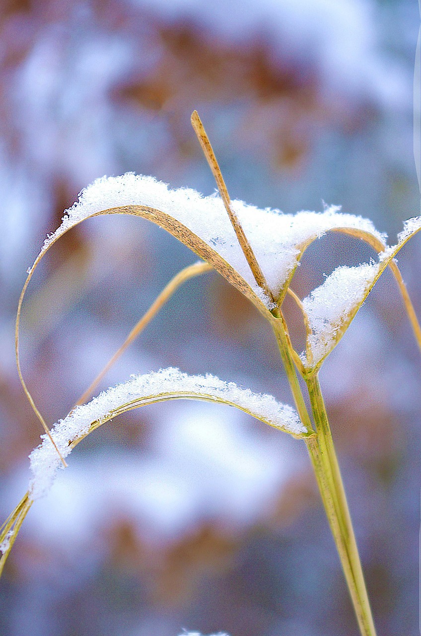 grass snow dry free photo