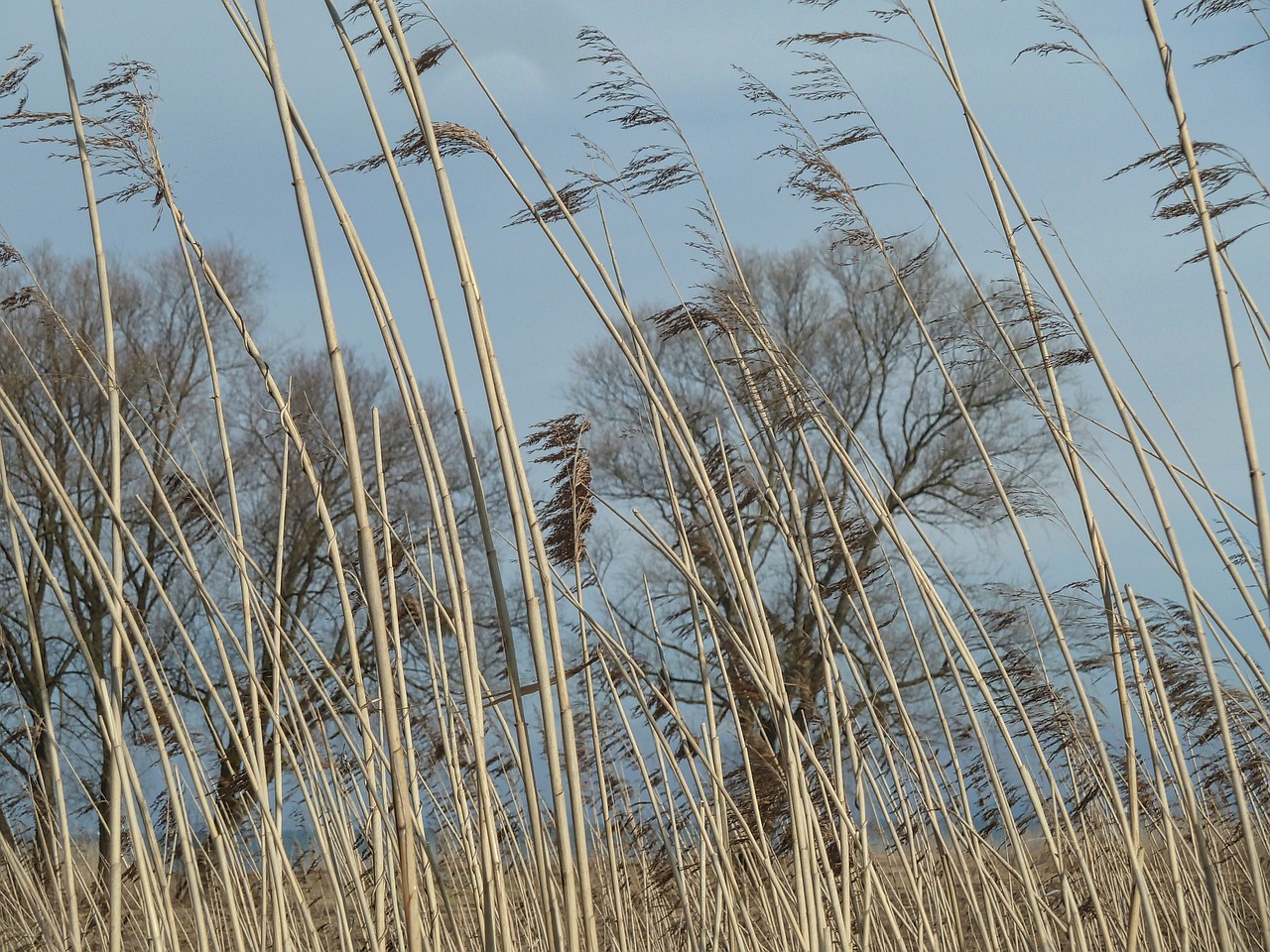 grass stalks stem free photo