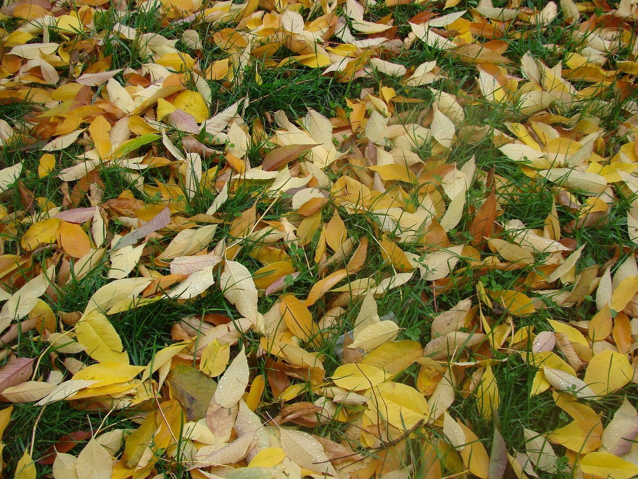 grass leaves autumn free photo