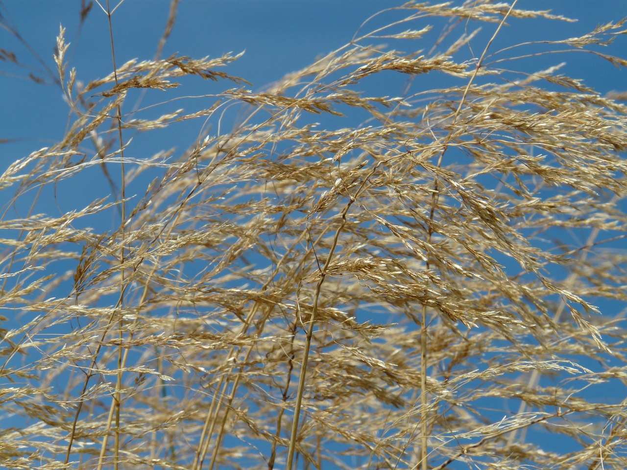 grass wind blow free photo