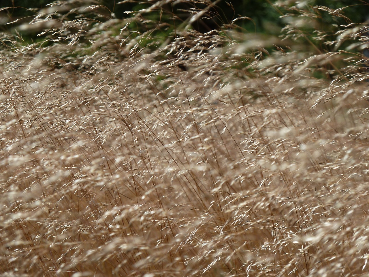 grass grasses heide free photo