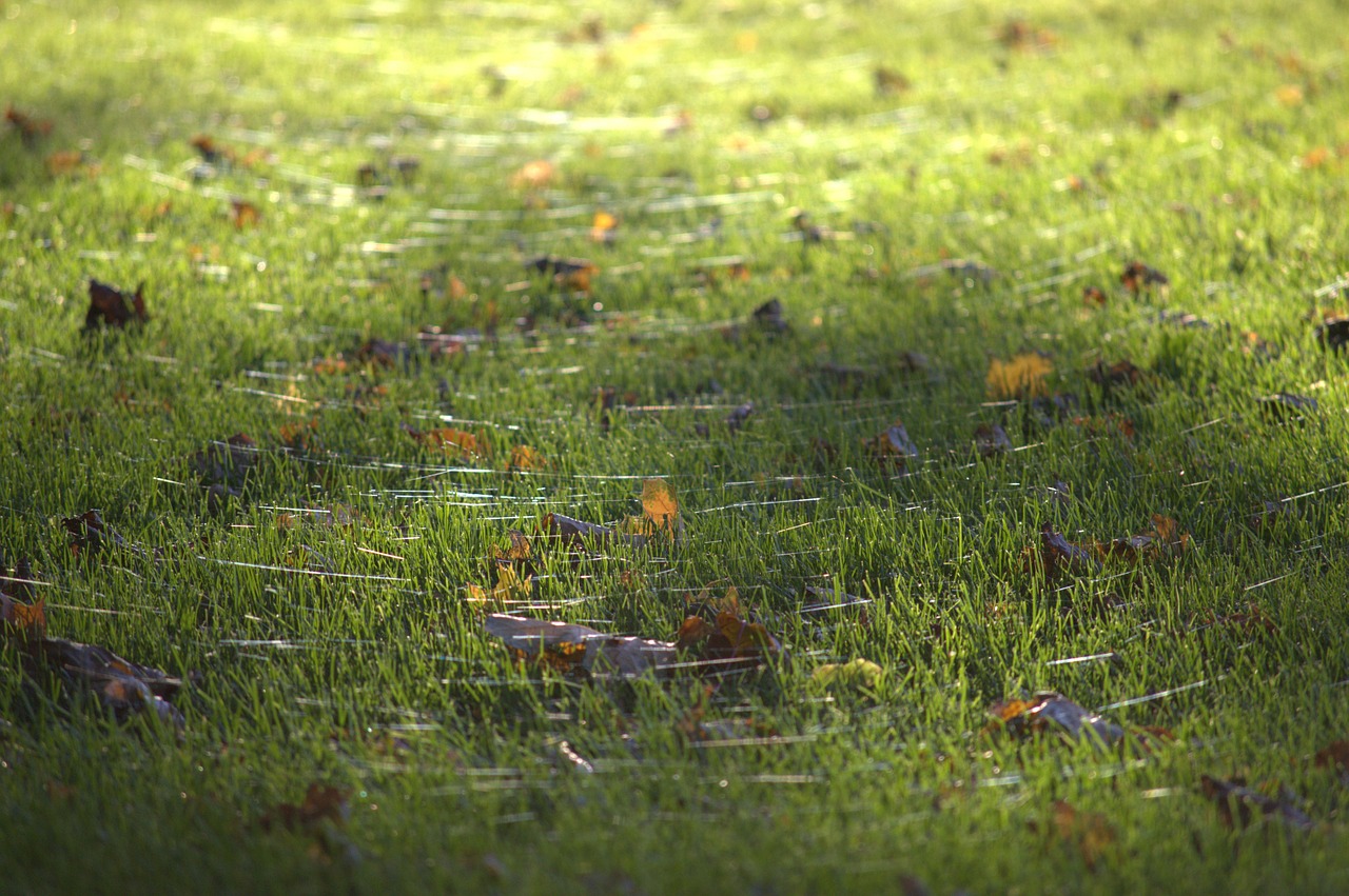 grass light leaves free photo