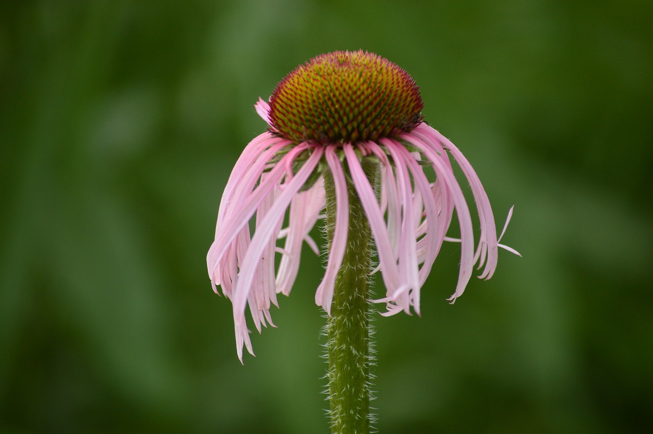 grass flower nature free photo