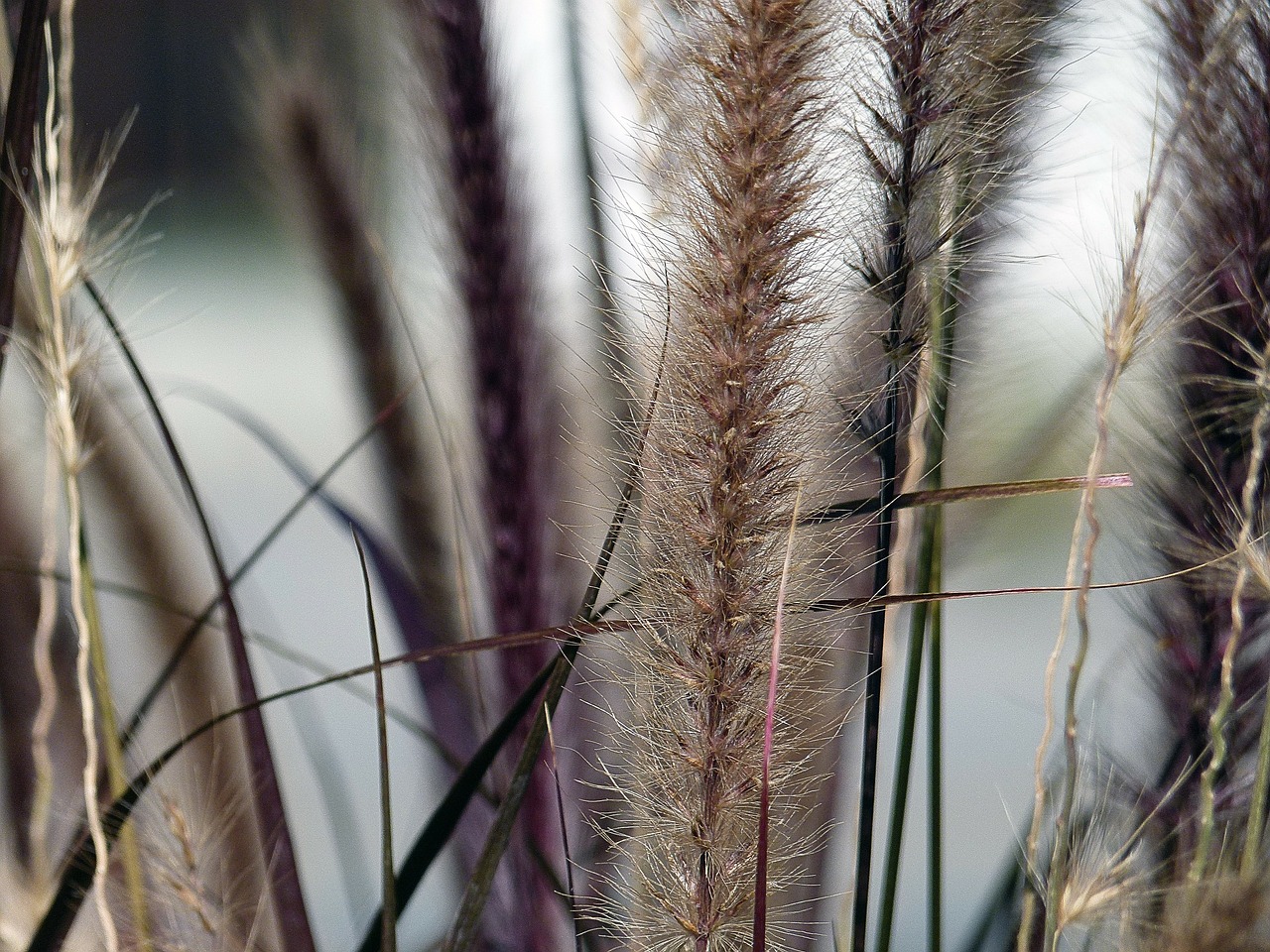 grass autumn fall free photo