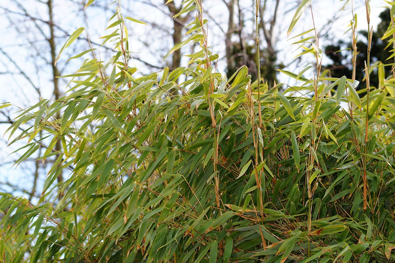 grass green winter free photo