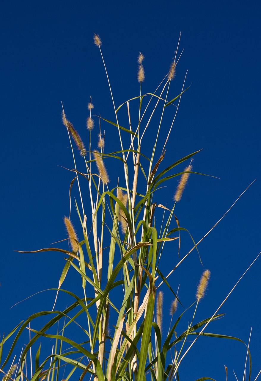 grass tall giant free photo