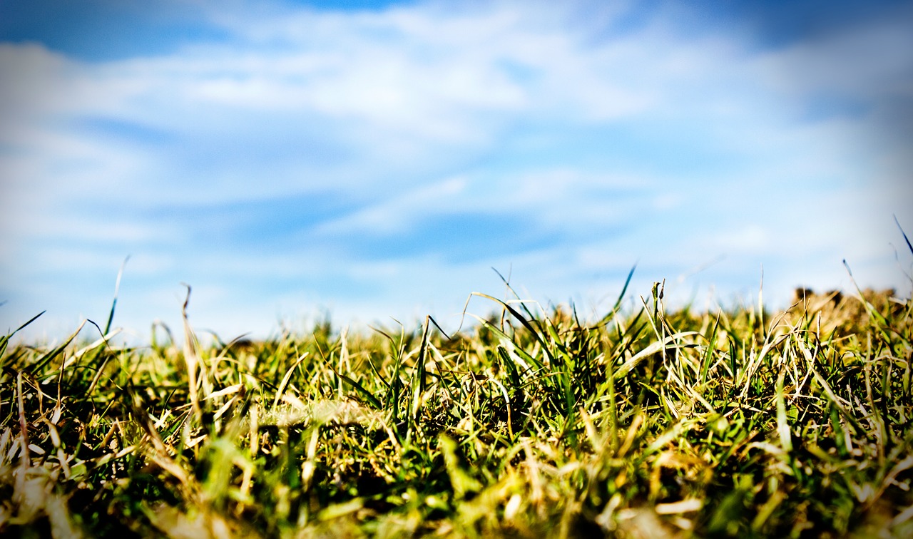 grass sky nature free photo