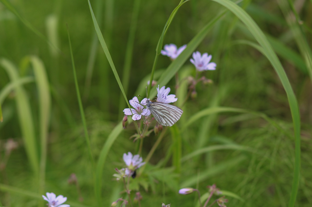 grass green nature free photo