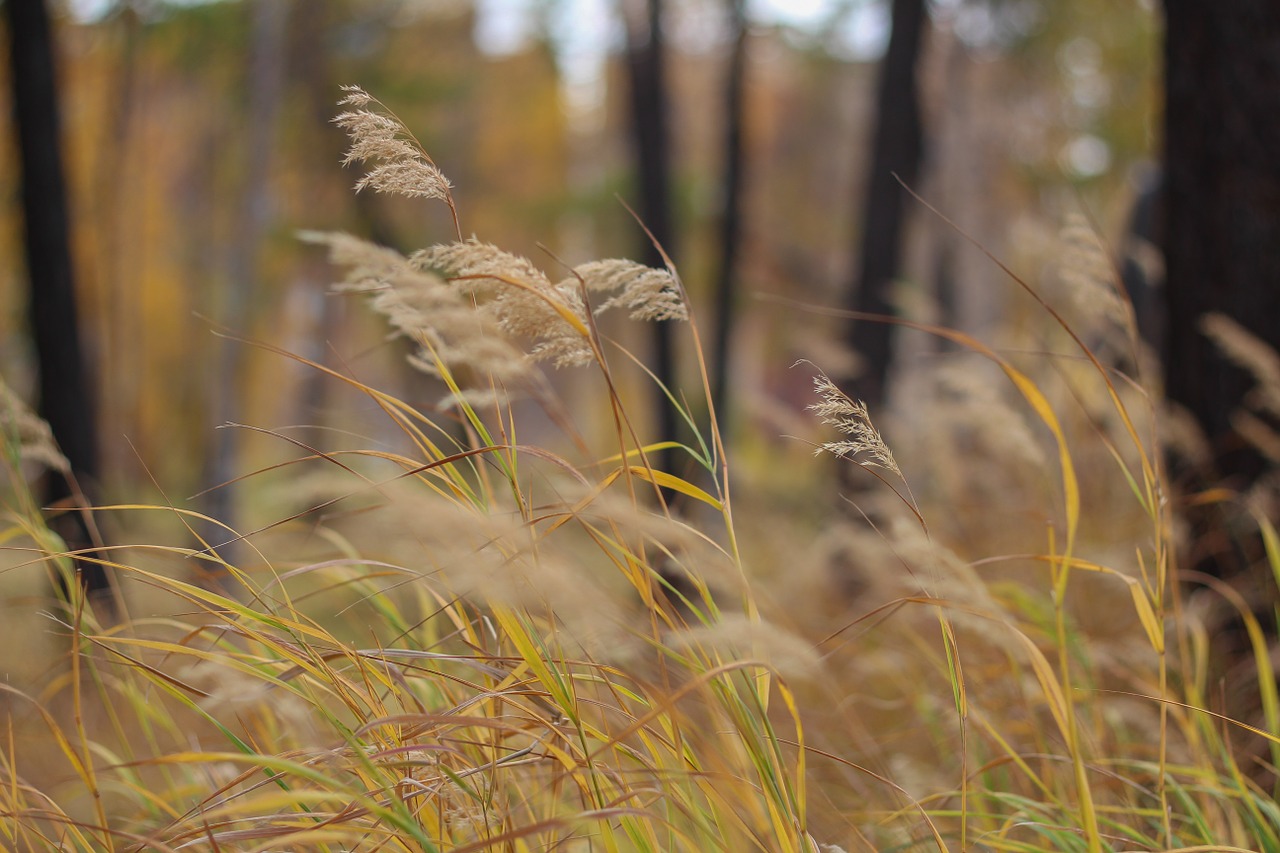 grass autumn closeup free photo