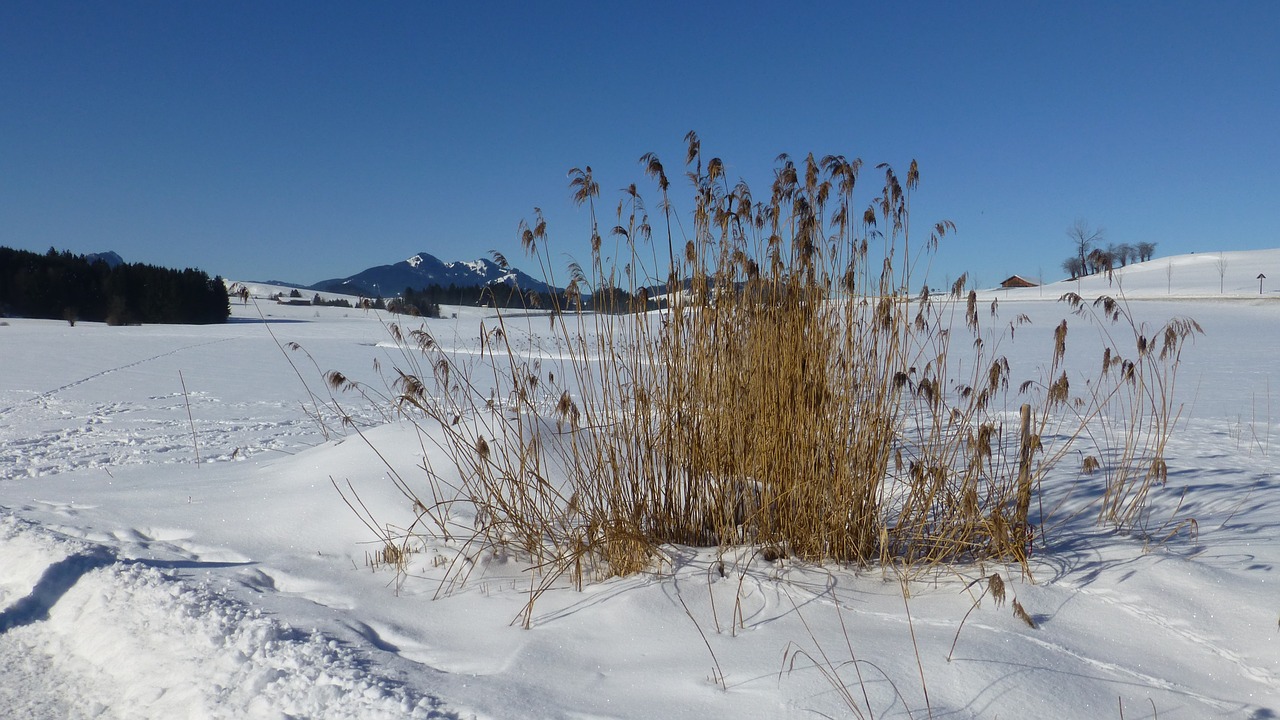 grass reed bavaria free photo