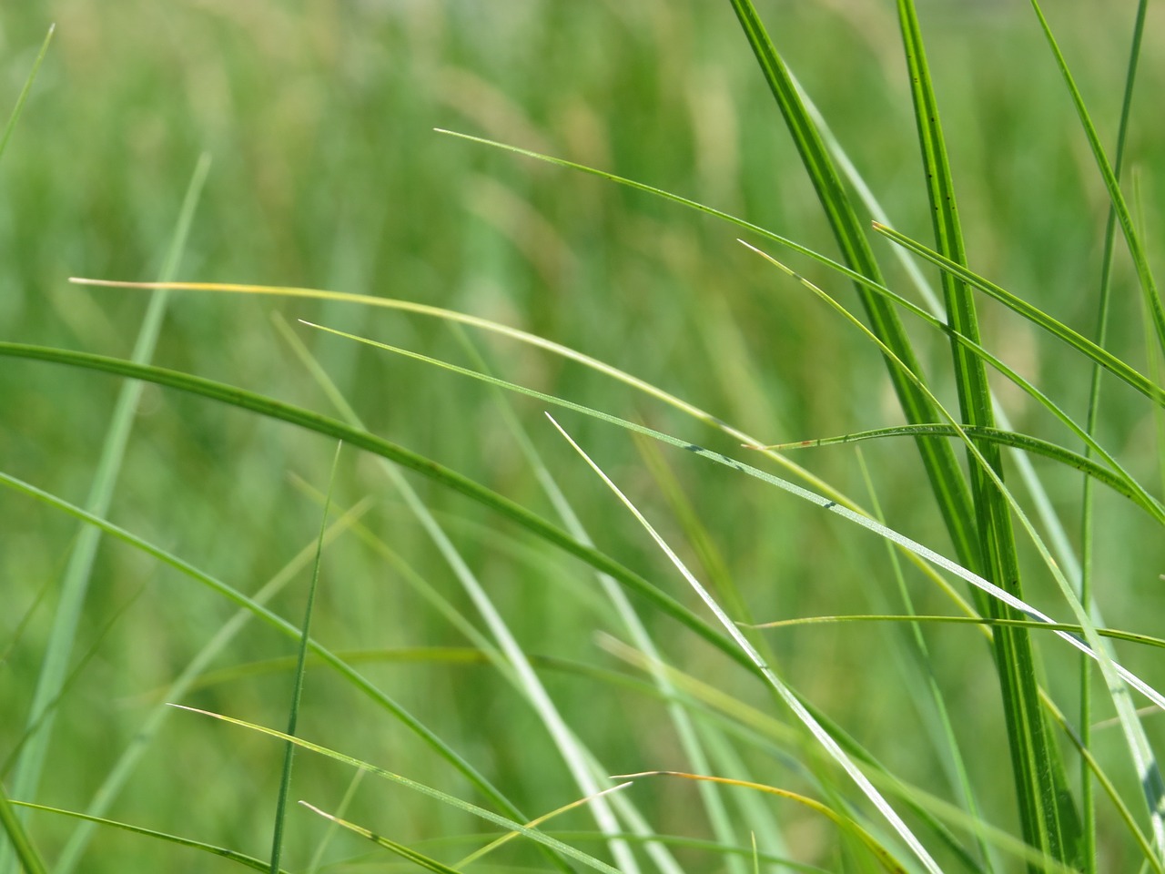 grass blade of grass green free photo