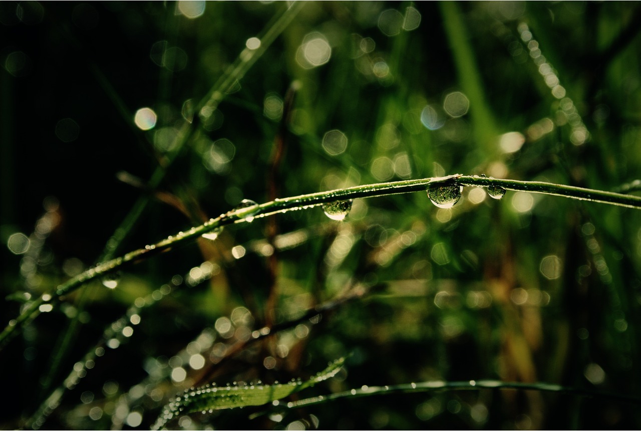 grass green rain free photo