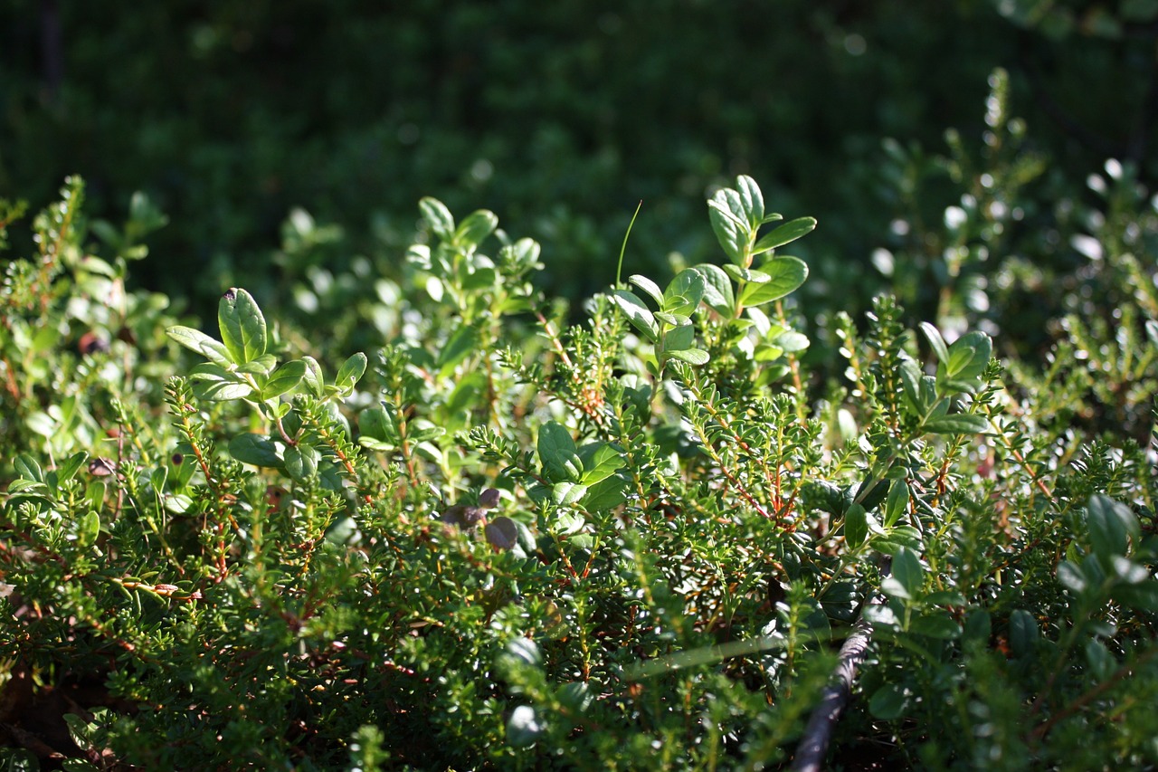 grass leaf green free photo