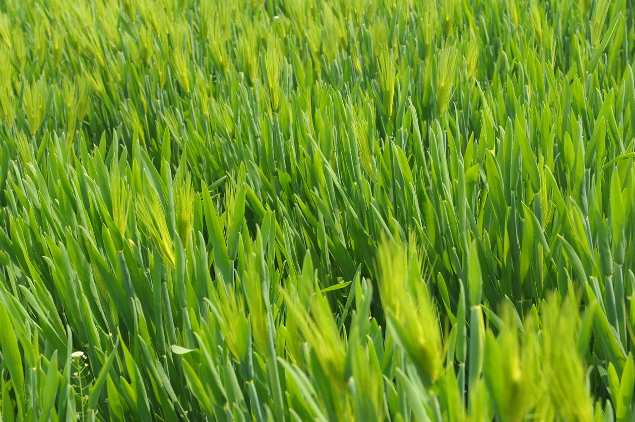 grass green wheat free photo