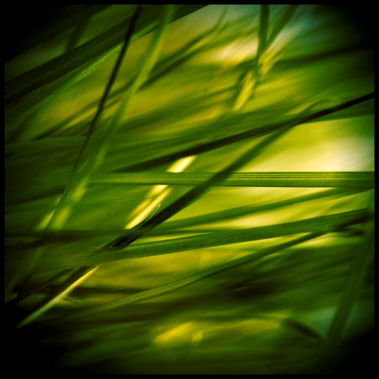 grass stone grasses free photo
