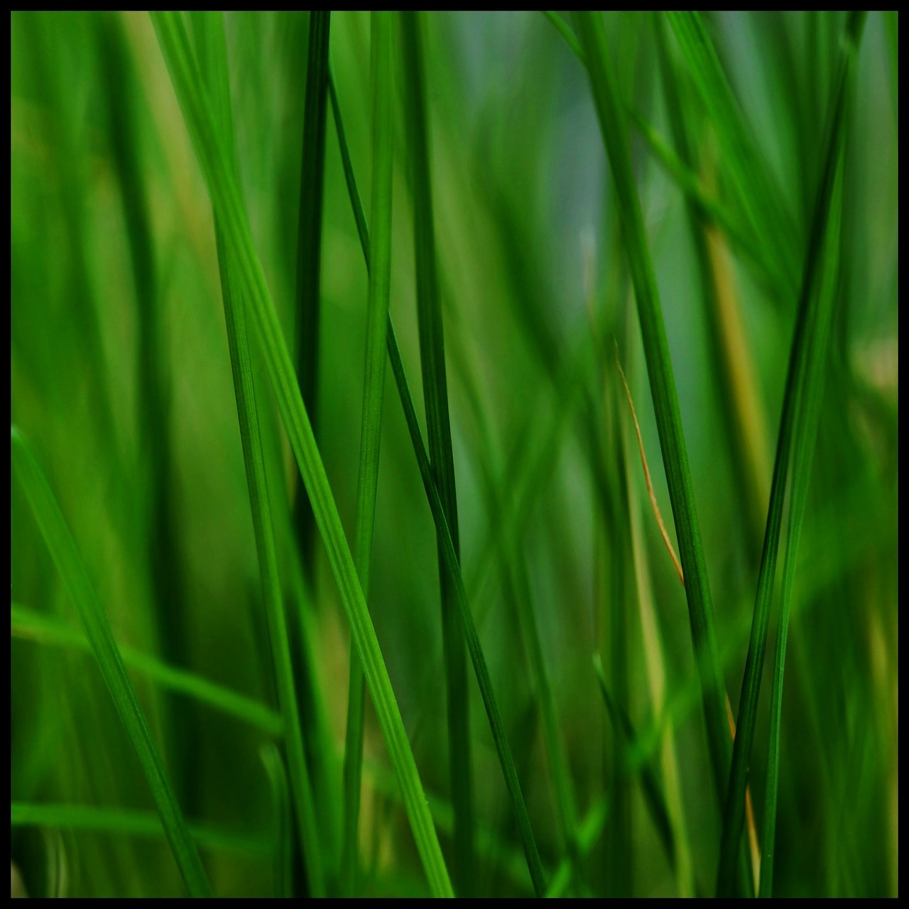 grass stone grasses free photo