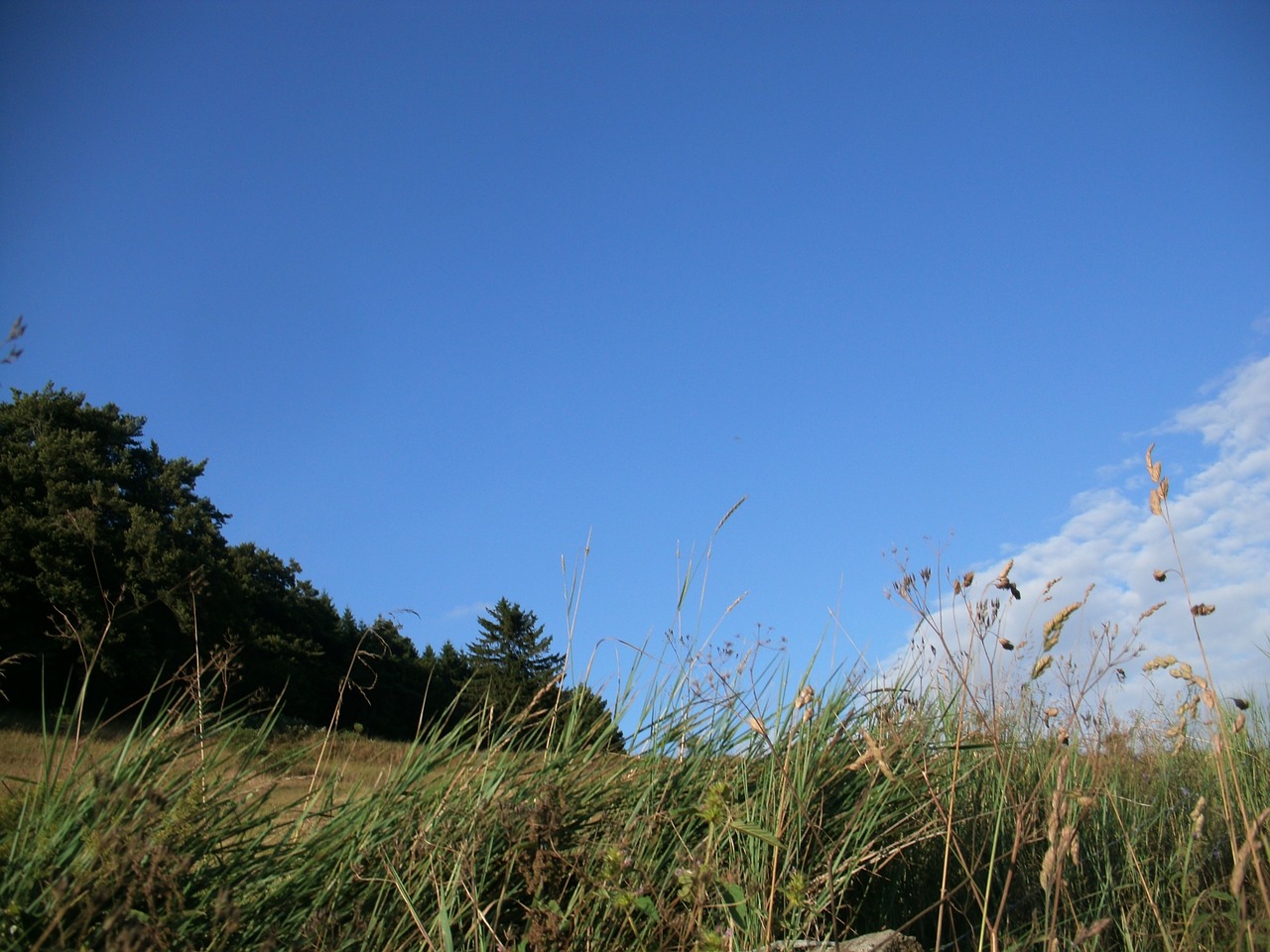 grass meadow field free photo