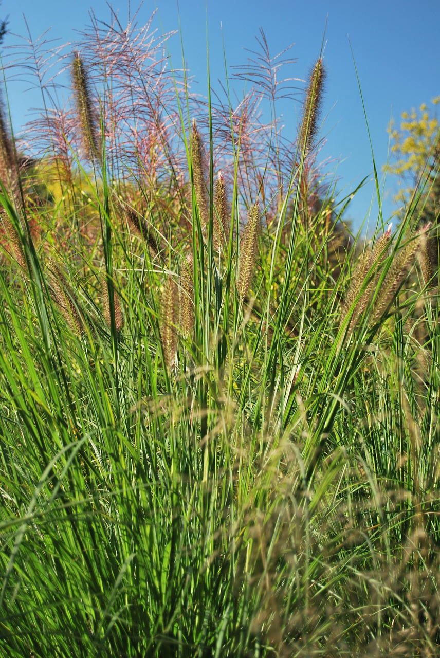 grass green summer free photo