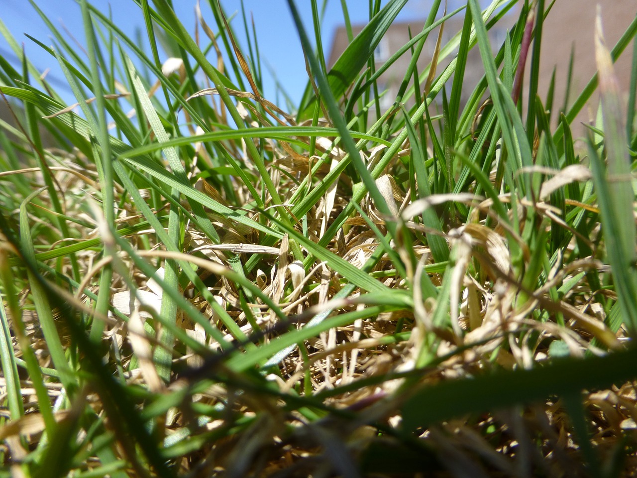 grass lawn plant free photo