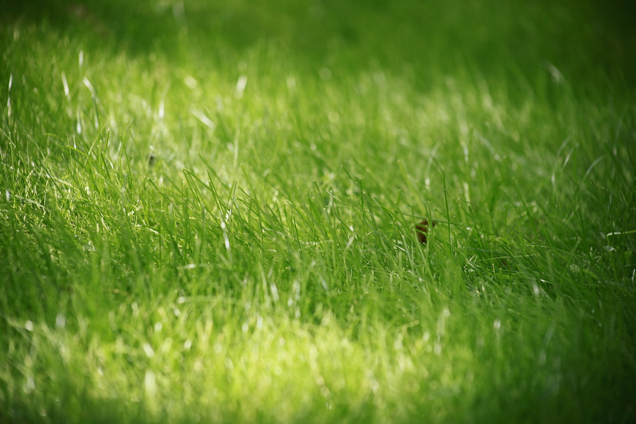 grass summer closeup free photo