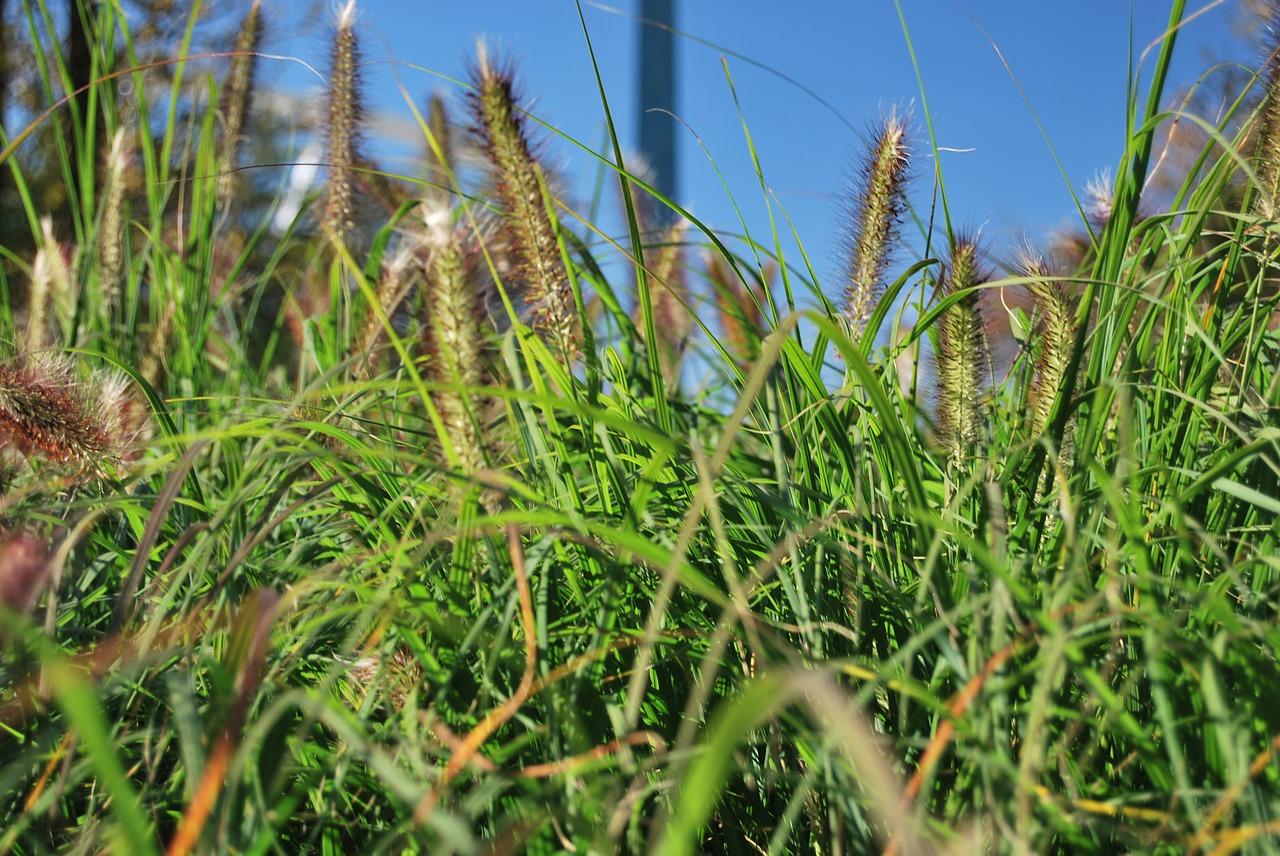 grass green plant free photo