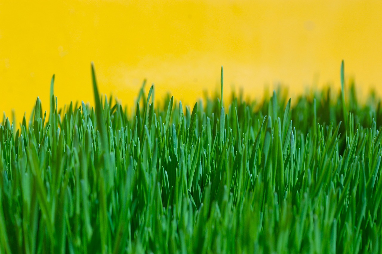 grass green yellow free photo