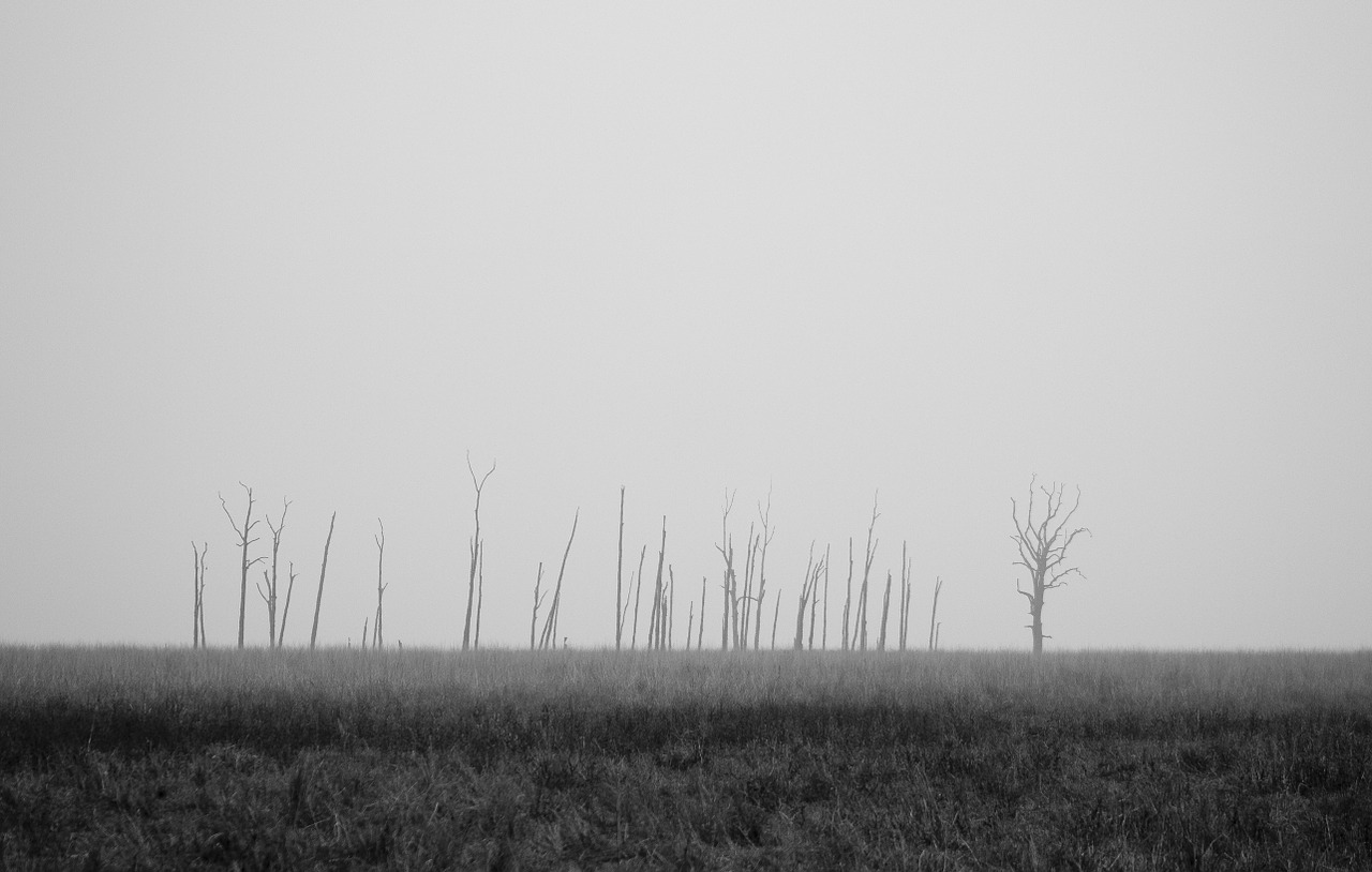 grass field grey free photo