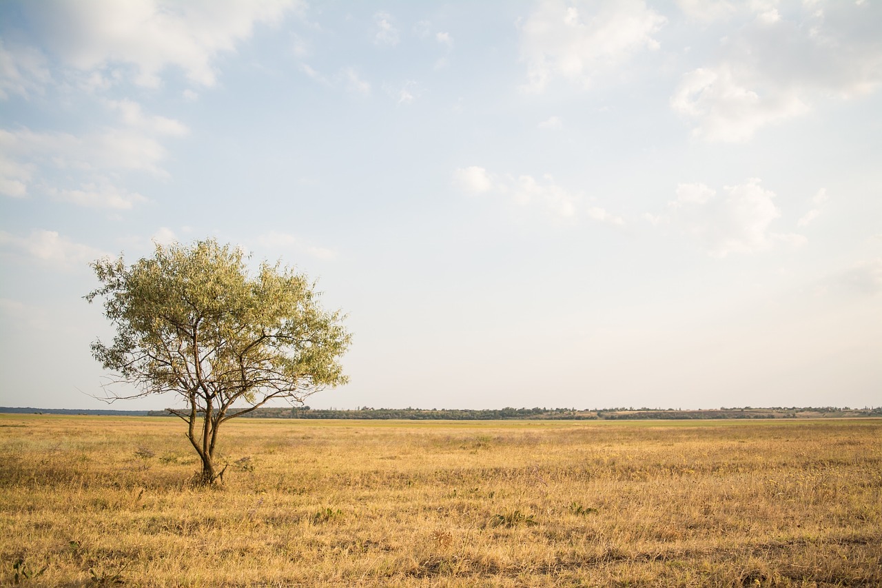 grass fields tree free photo