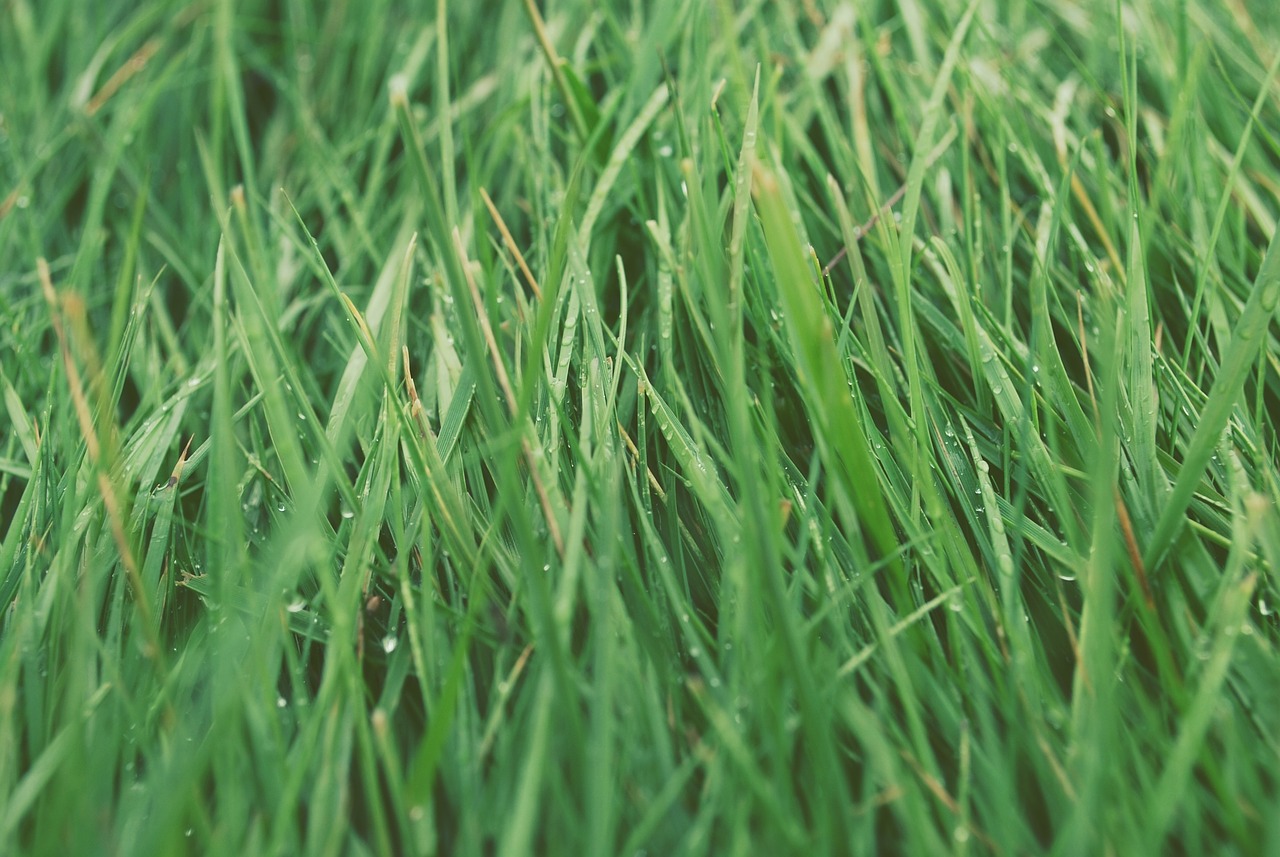 grass lawn green free photo