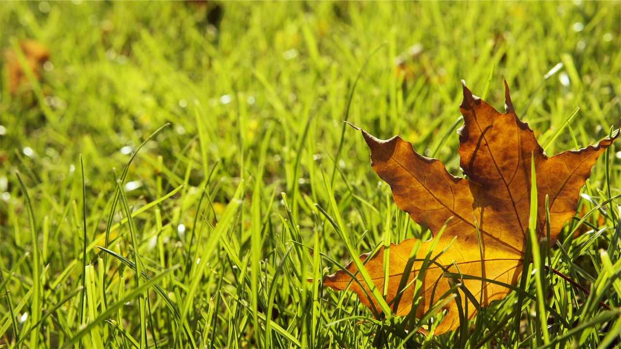 grass maple leaf free photo