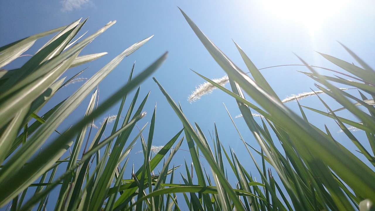 grass green sky free photo