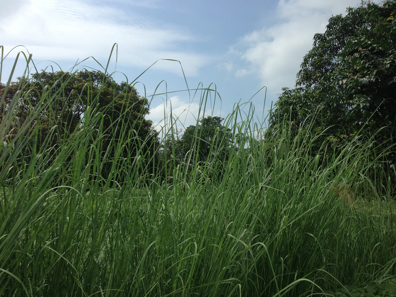 grass nature green free photo