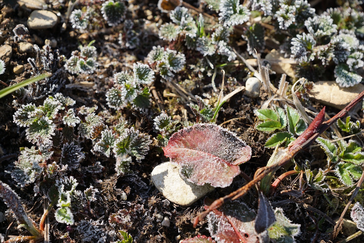 grass ice iced free photo