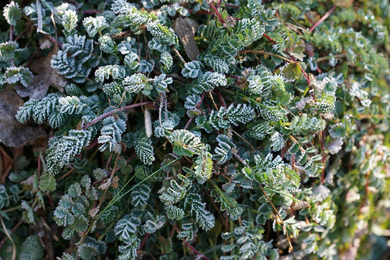 grass iced nature free photo