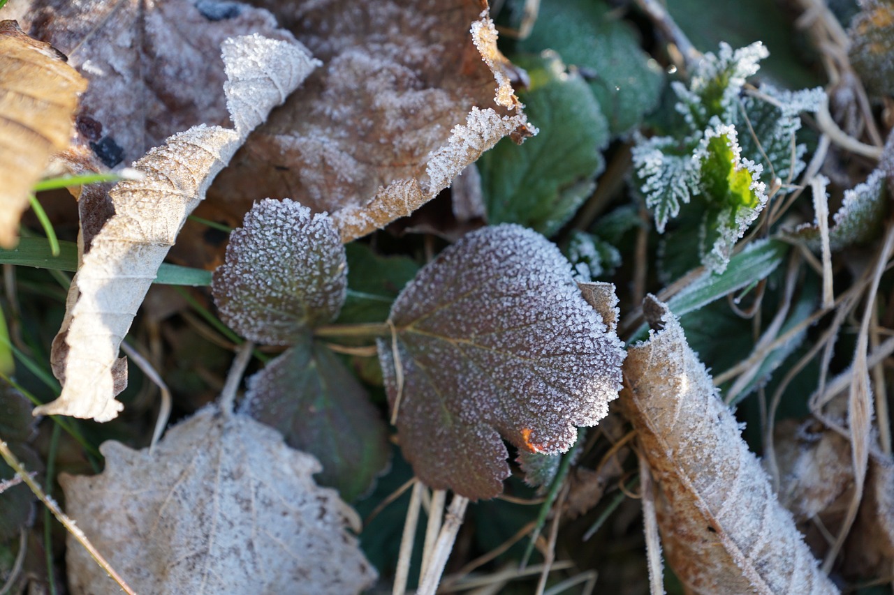 grass iced nature free photo