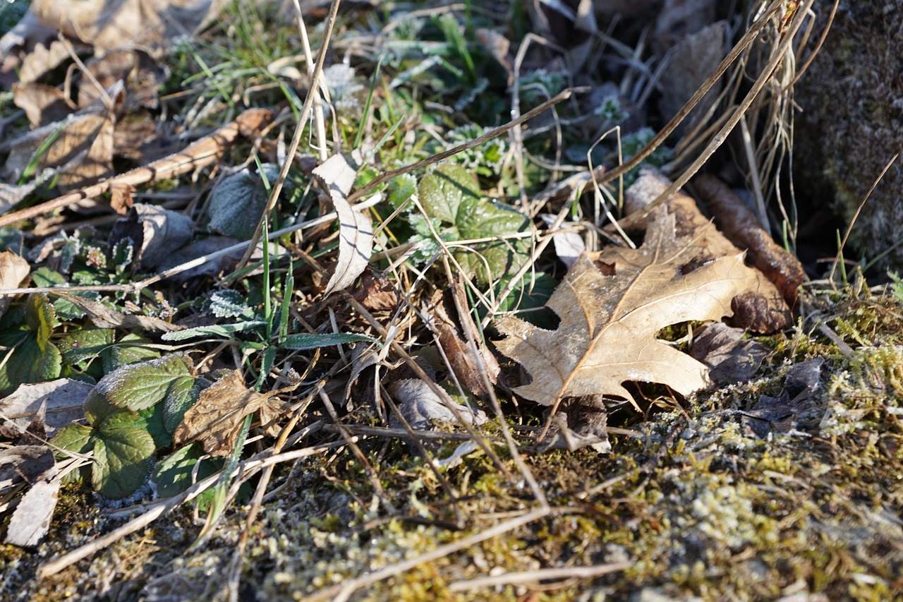 grass leaves green free photo