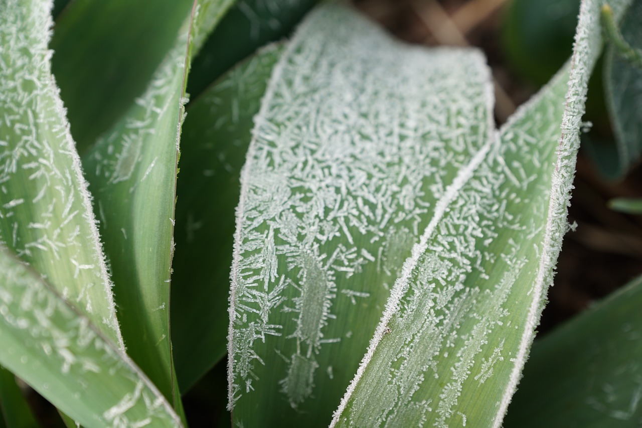 grass green plant free photo