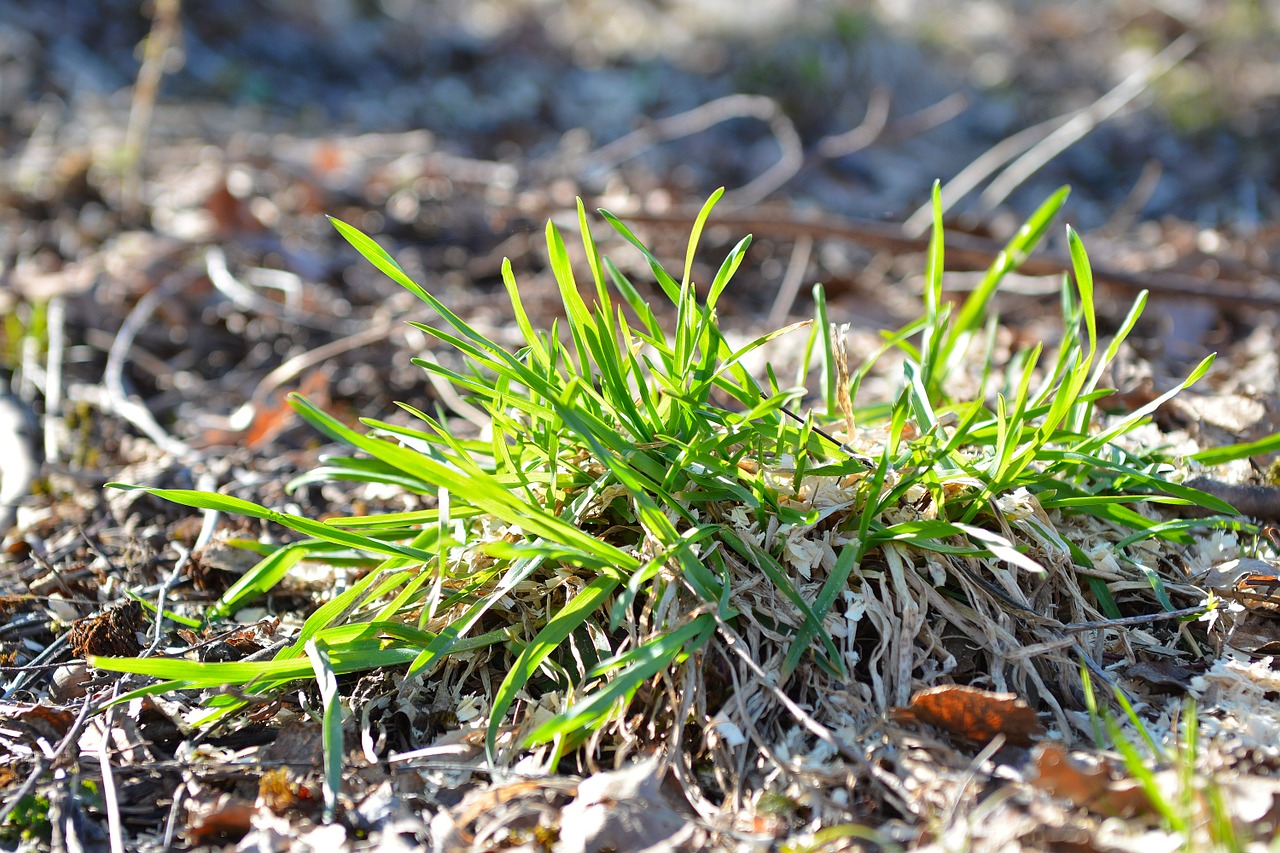 grass green meadow free photo